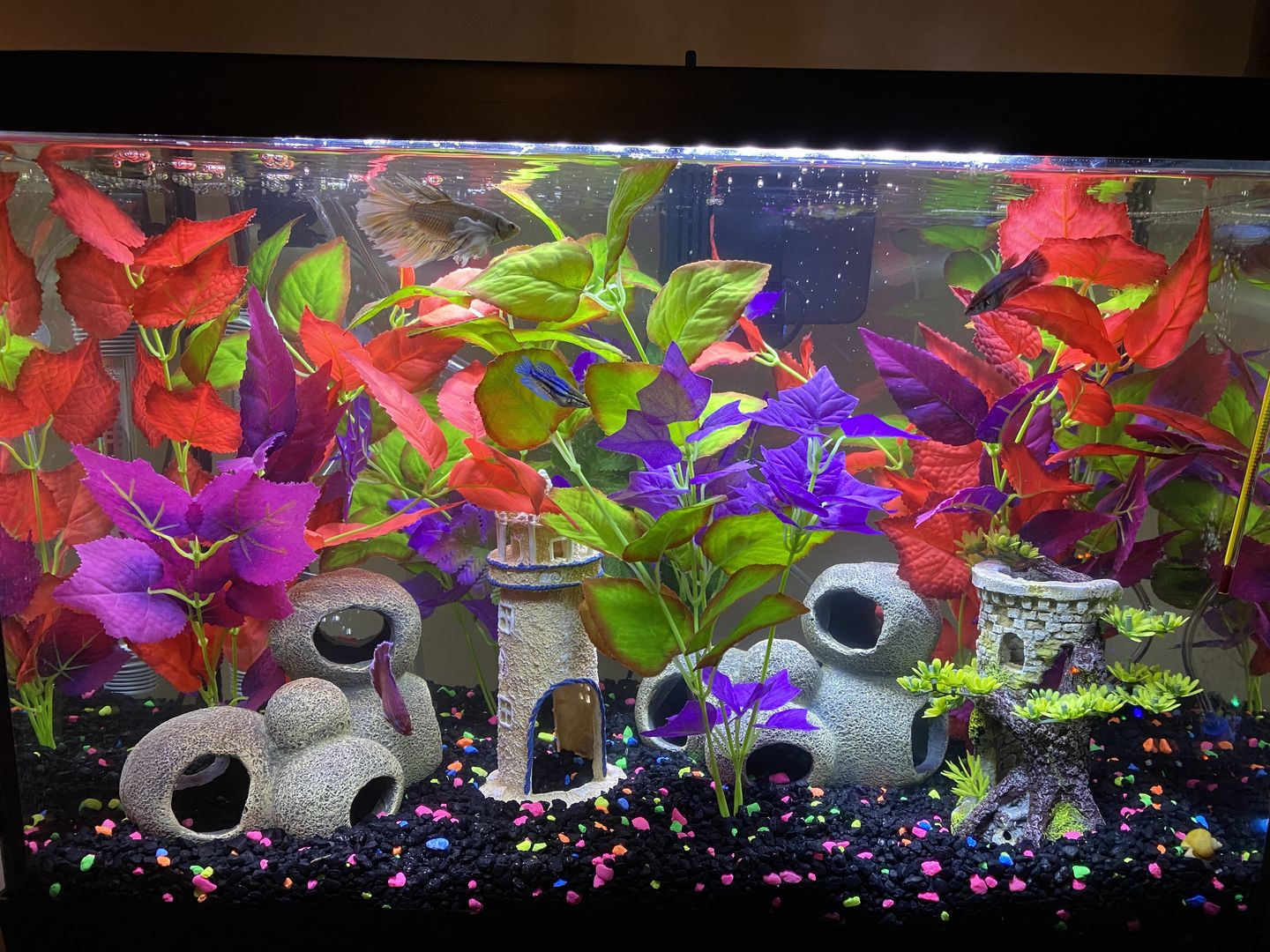 Customer photo review of Seachem Purigen