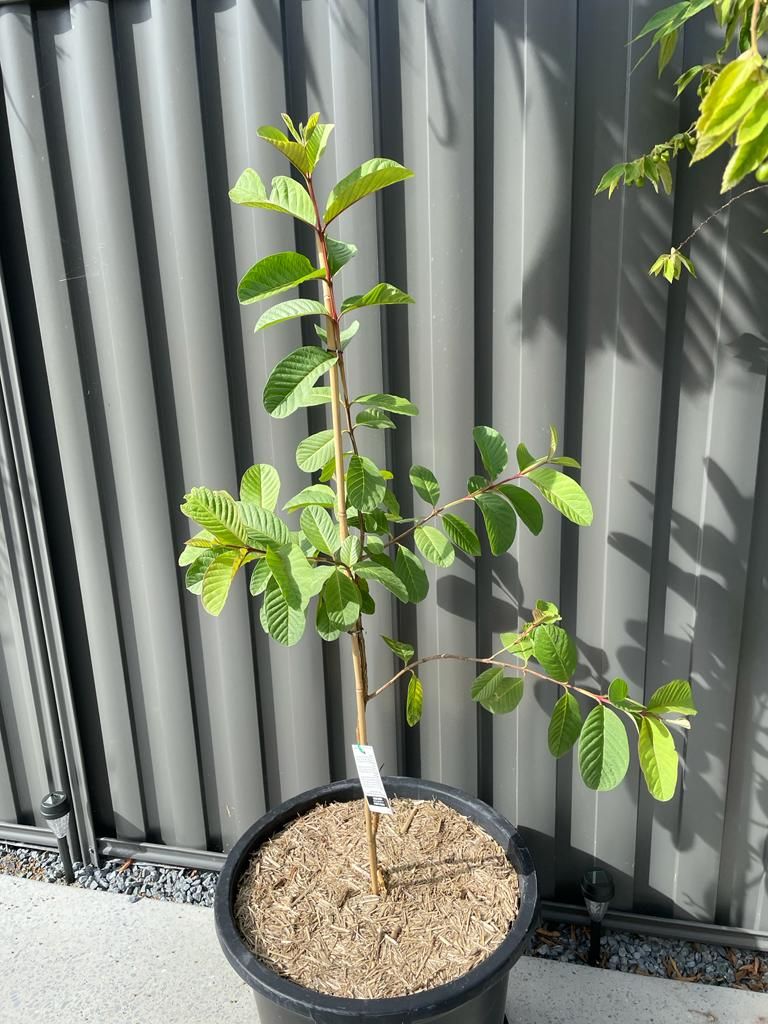 Customer photo review of Thai / Indian Guava