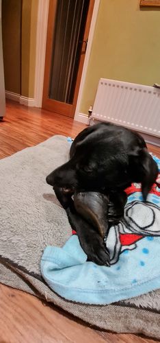 Customer photo review of Everest Dog Yak Chews