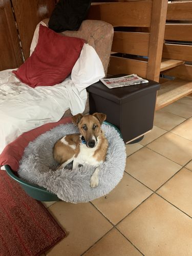 Customer photo review of Coussin Relaxant PuppySafe™ pour Chiens et Chats