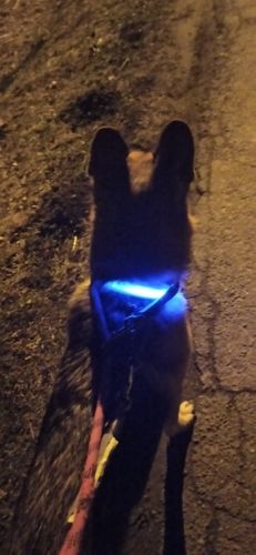 Customer photo review of LED Glow Collar / Harness