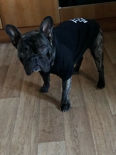 Customer photo review of The Dog Face Hoodies
