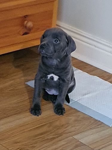 Customer photo review of The Perfect Puppy Course