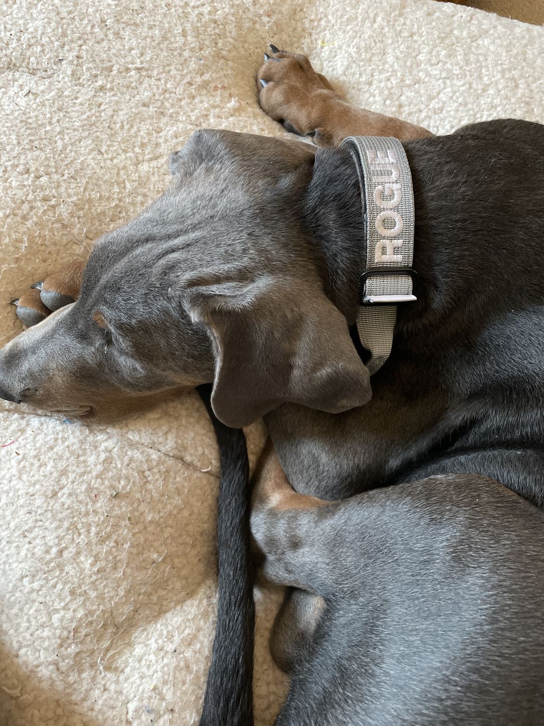 Customer photo review of 2.5cm Combat® Collar | With Handle & Rated Clip - Metal Grey v2.0