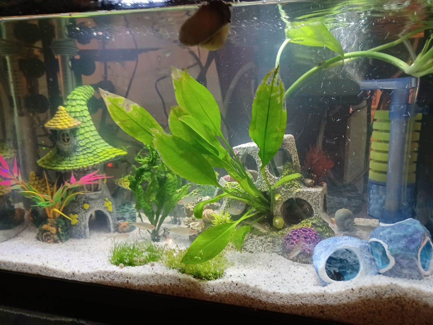 Customer photo review of FritzZyme 7 Freshwater Live Bacteria