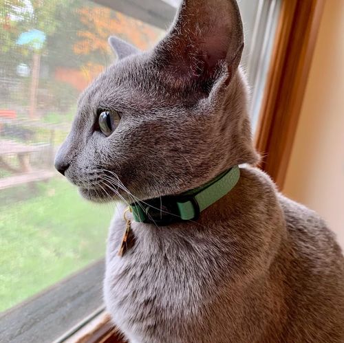 supakit cat collar
