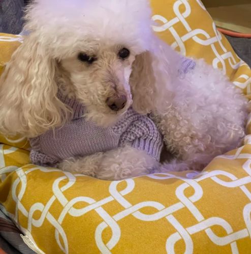 poodle turtleneck