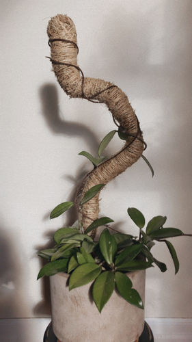 Customer photo of The Original Bendable Moss Pole™ - Best Seller (Pins Included) from Jason A.