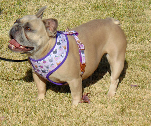 Customer photo review of Adding a Matching Dog Harness