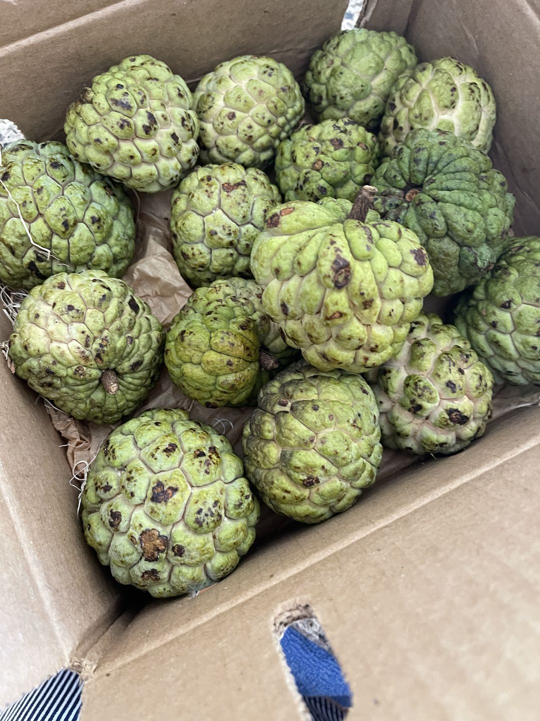 Customer photo review of Sugar Apple (Sweetsop)