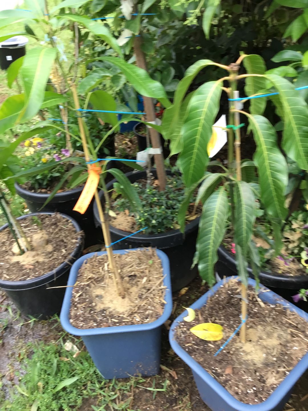 Customer photo review of Nam Doc Mai Mango