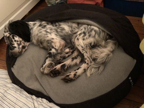 Customer photo review of Recovery Burrow Bed Grey for Pets
