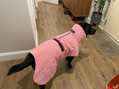 Customer photo review of Visibility Winter Jacket Pink for Dogs