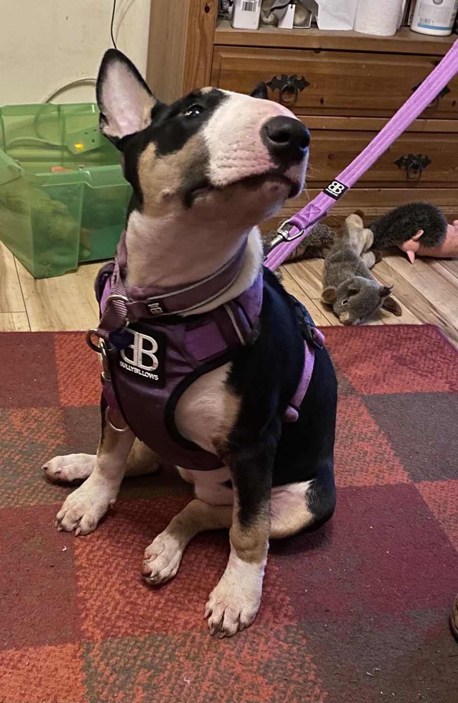 Customer photo review of 3cm Slip on Collar | Soft Padded & Reflective - Purple v2.0