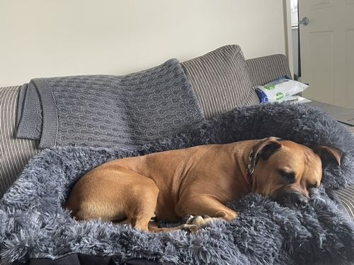 Customer photo review of Calming Couch Bed