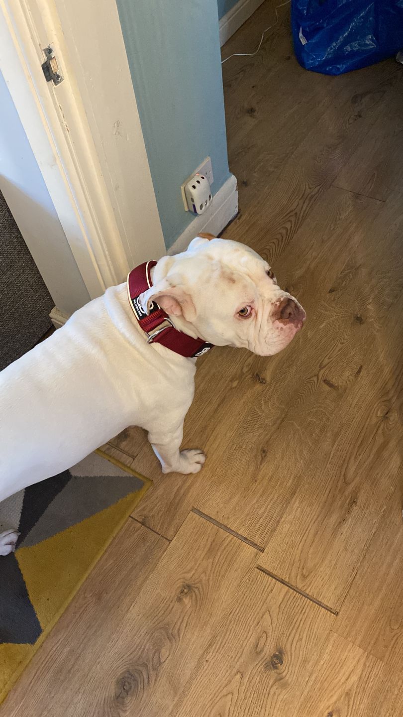 Customer photo review of 5cm RR Collar | Soft Padded & Reflective | Series 2 - Burgundy
