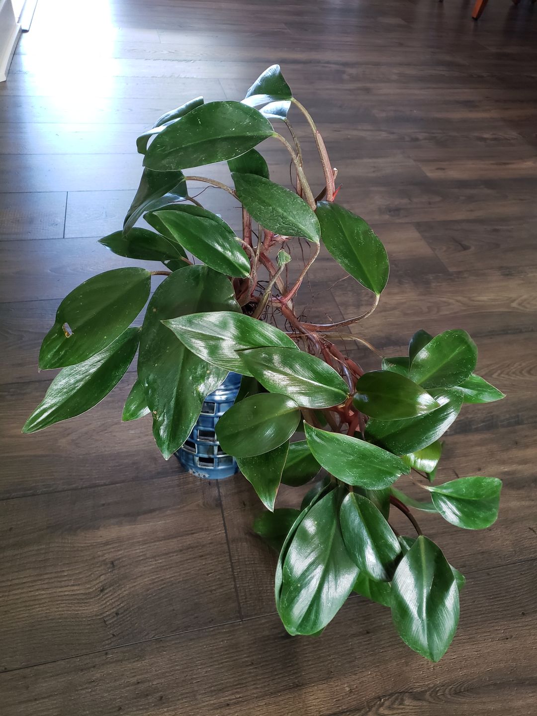 Customer photo review of 4" Philodendron 'Red Back'