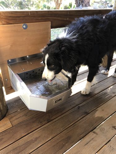 Customer photo review of Pet Rehydration Station