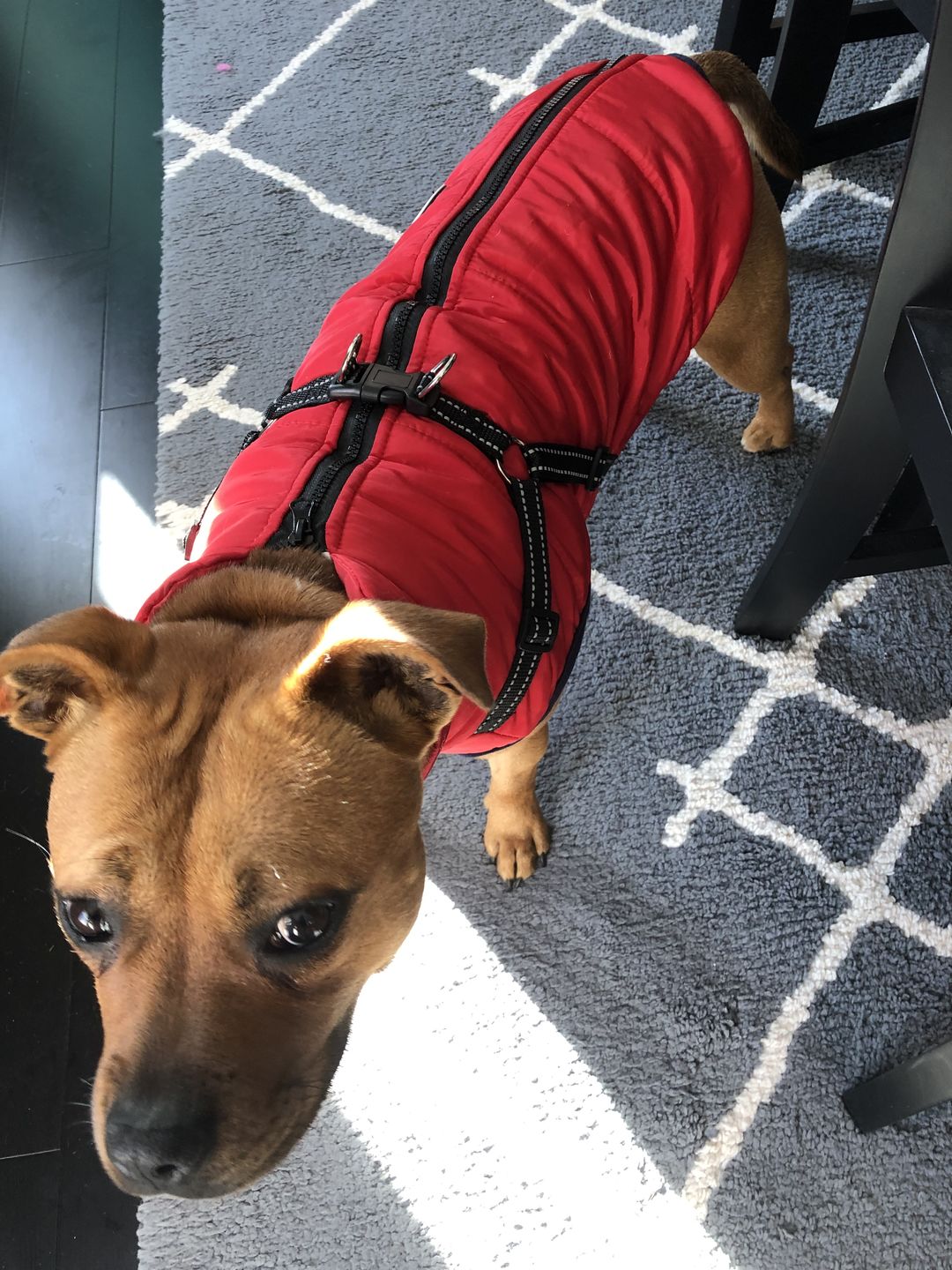 Customer photo review of DogSki Sport™ - Waterproof Jacket Harness