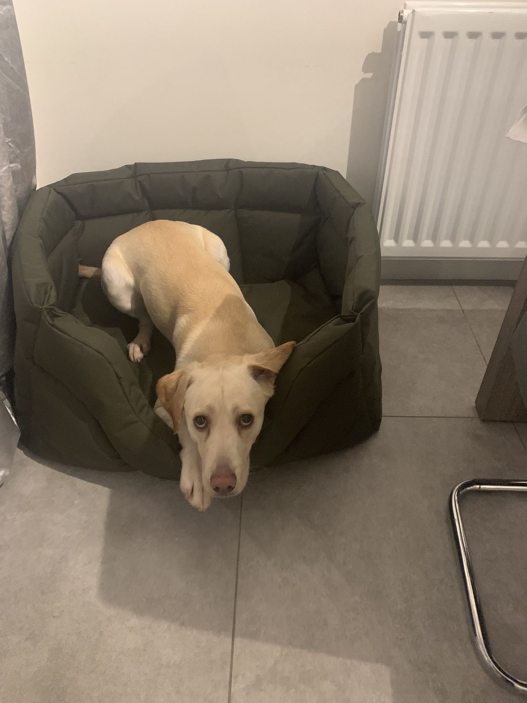 Customer photo review of Country Dog Heavy Duty Rectangular Dog Bed