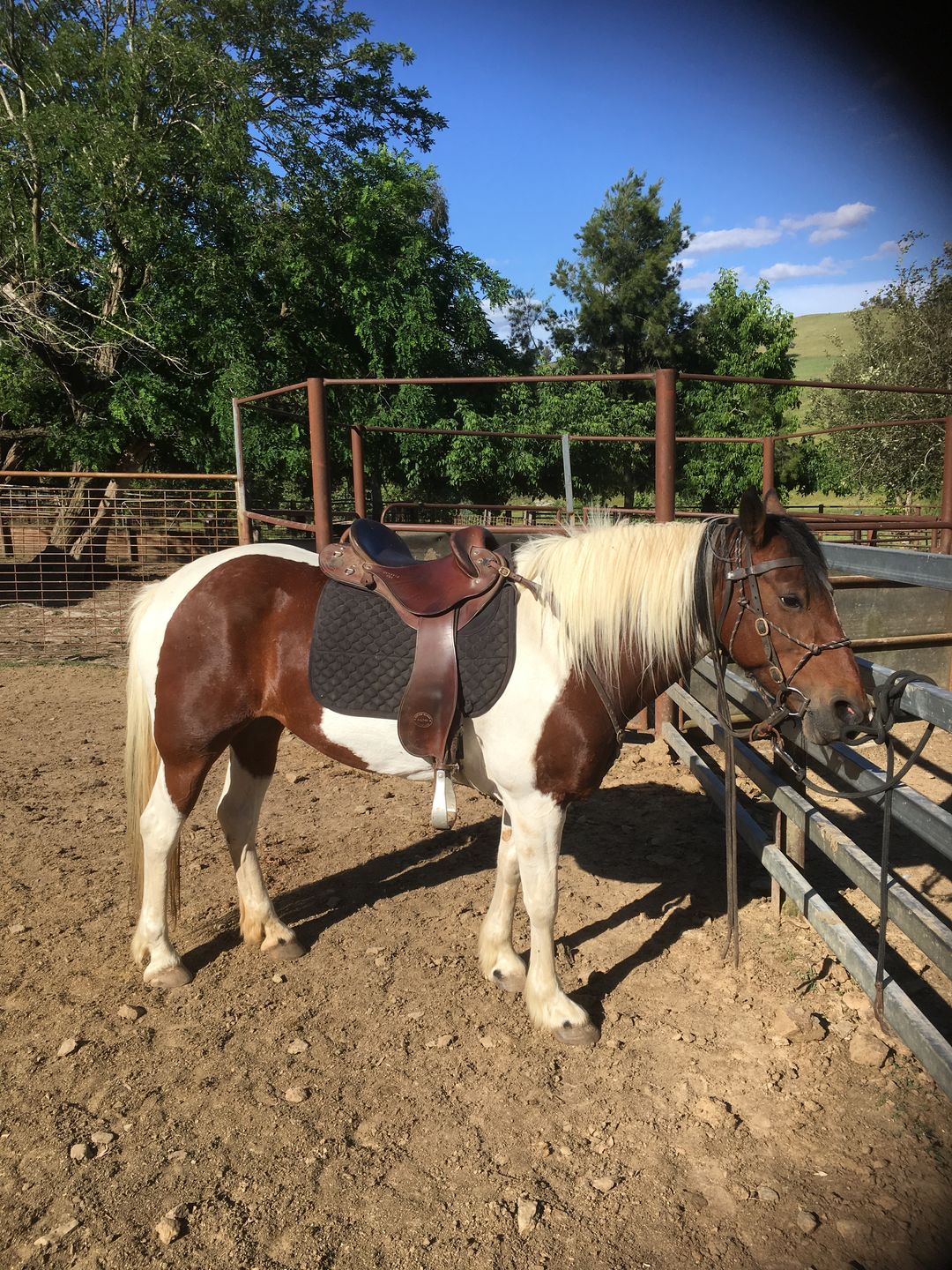Customer photo review of Kentaur ‘Neo’ Non Slip Saddle Pad