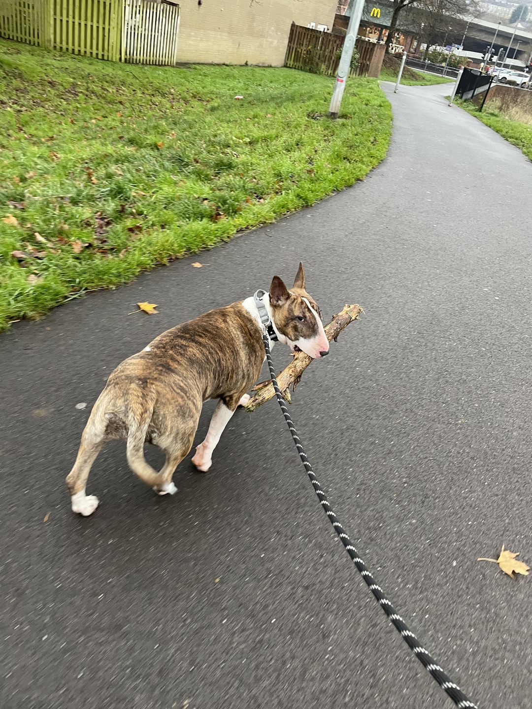 Customer photo review of 2.5cm Combat® Collar | With Handle & Rated Clip - Metal Grey v2.0