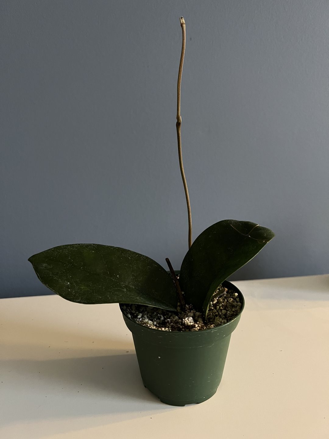 Customer photo review of 3" Hoya fungii