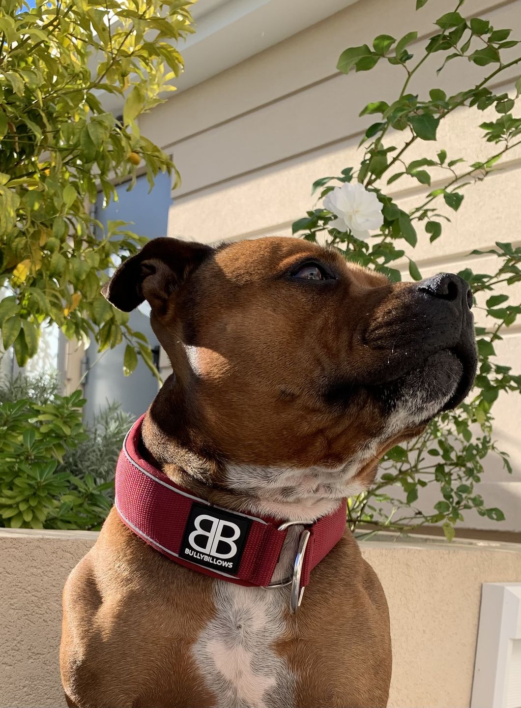 Customer photo review of 5cm RR Collar | Soft Padded & Reflective | Series 2 - Burgundy
