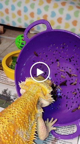 Customer video review of GrubTerra Fresh Black Soldier Fly Larvae for Reptiles