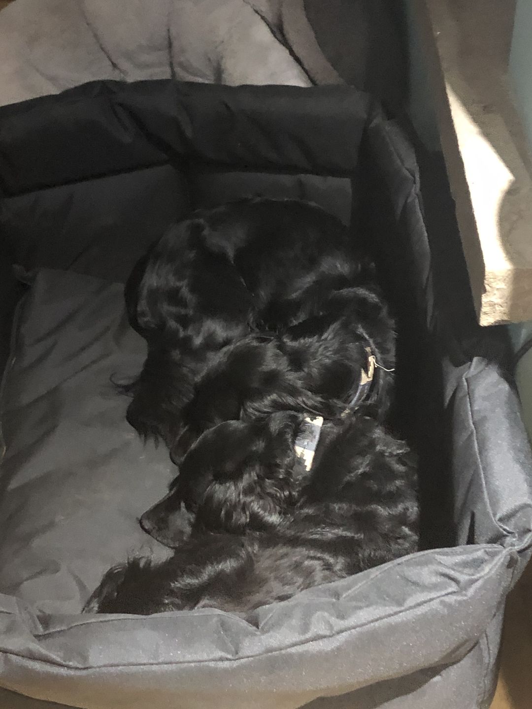 Customer photo review of Country Dog Heavy Duty Rectangular Dog Bed
