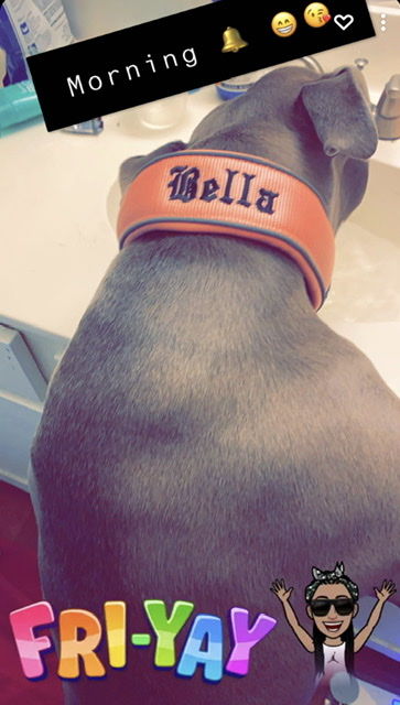 Customer photo review of 5cm RR Collar | Soft Padded & Reflective | Series 2 - Pink