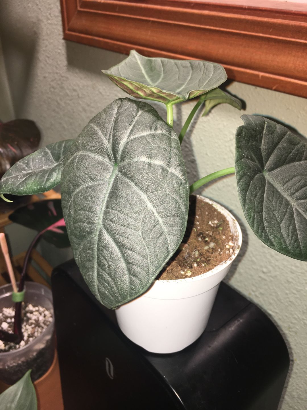 Customer photo review of 4" Alocasia Maharani