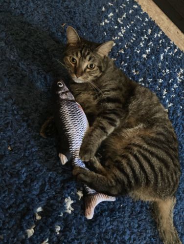 Customer photo review of Floppy Fish Cat Toy