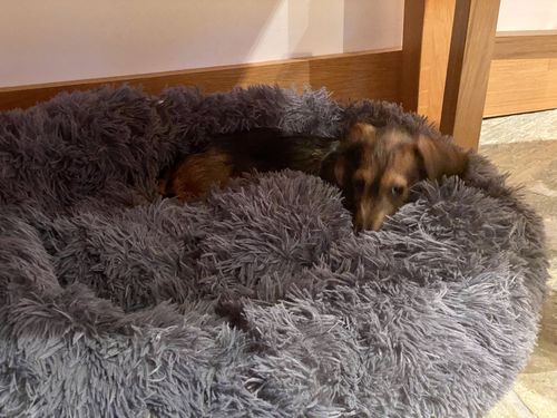 pawbarksit calming bed