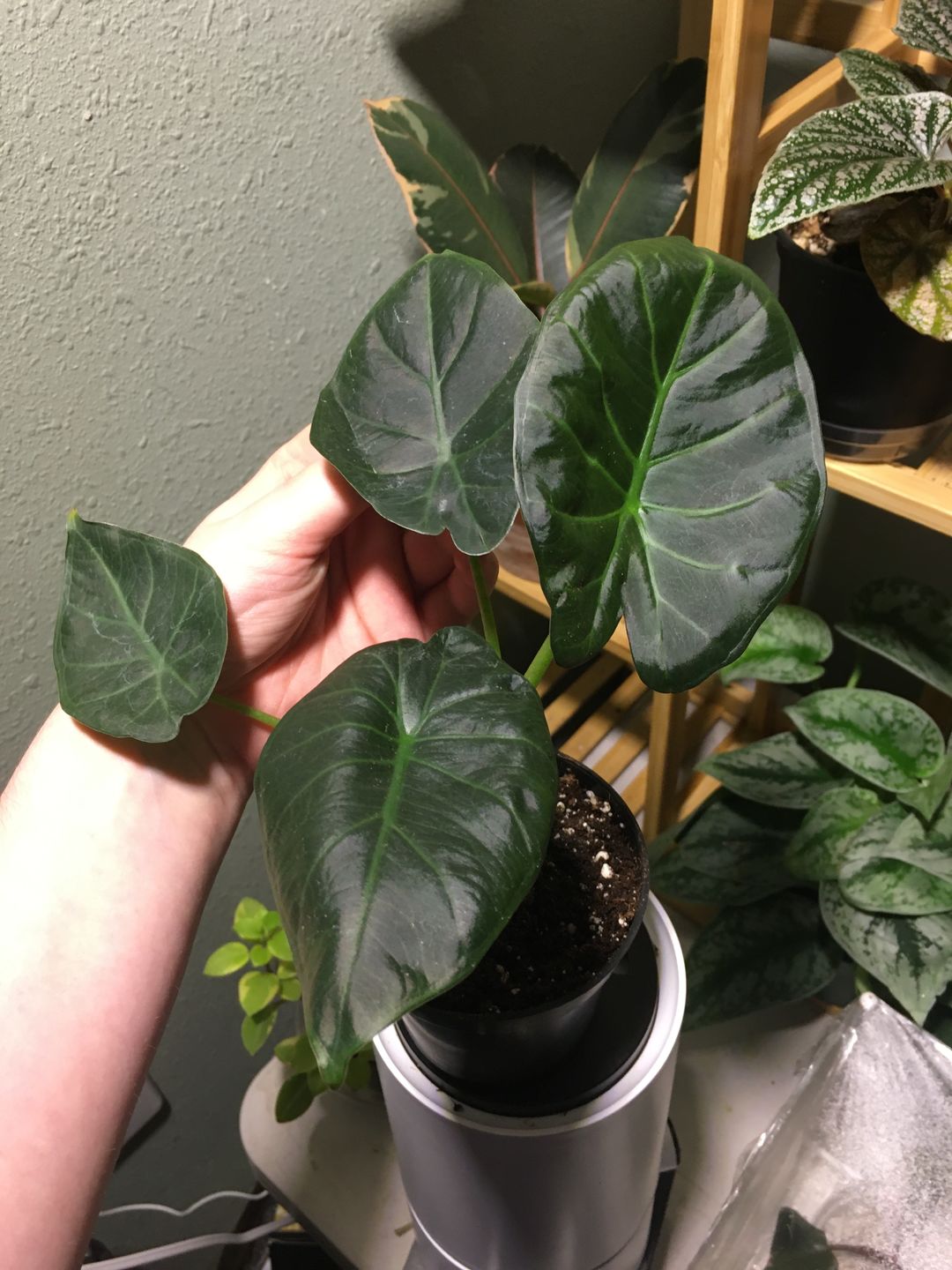 Customer photo review of 4" Alocasia Regal Shield