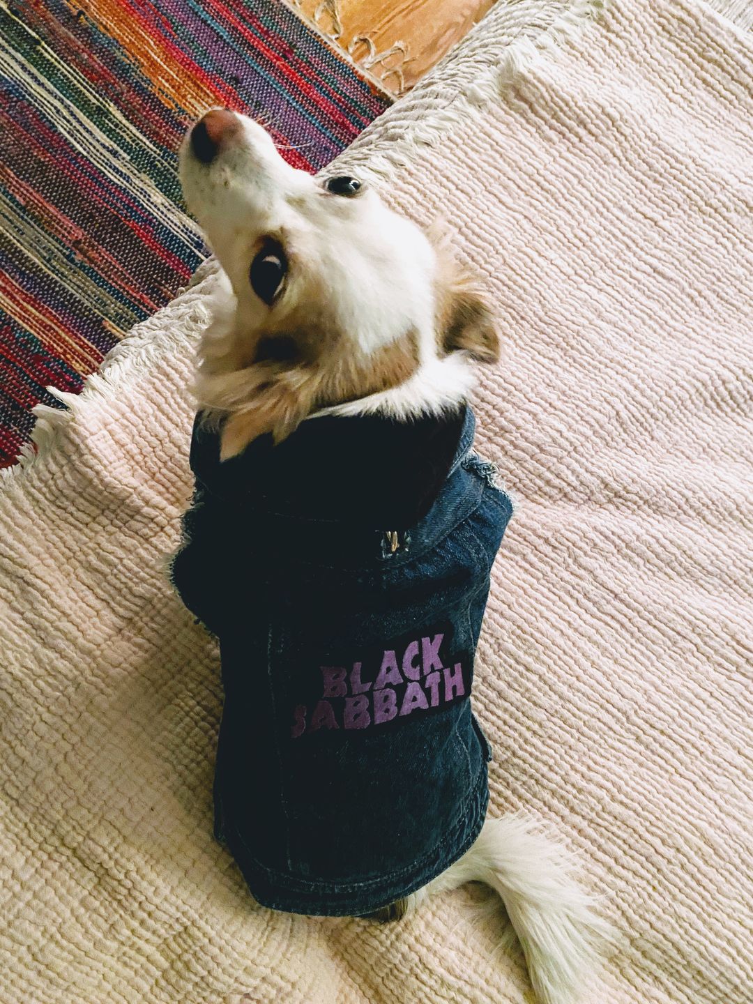 Customer photo review of Denim Dog Vest Raw Blue - Unpatched