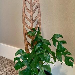 Customer photo review of Anthrulla - Plant trellis inspired by the Queen Anthurium