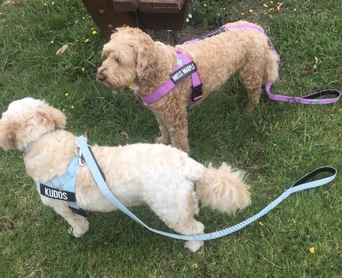 Customer photo review of DF Co. Sky Blue Dog Leash