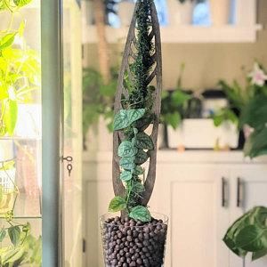 Customer photo review of Anthrulla - Plant trellis inspired by the Queen Anthurium