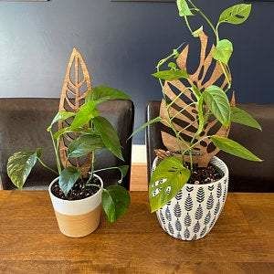 Customer photo review of Anthrulla - Plant trellis inspired by the Queen Anthurium