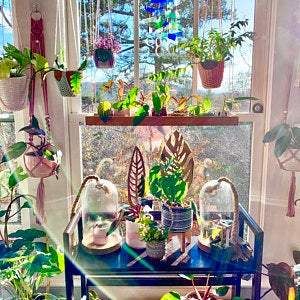 Customer photo review of Cactrella - Plant trellis inspired by the Barrel Cactus