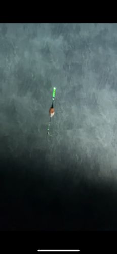 Customer photo review of 5g Smart Fishing Float