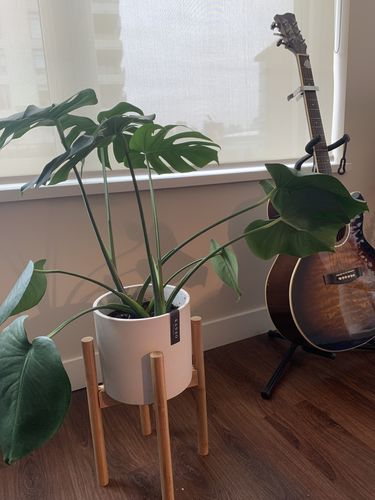 Customer photo review of Two Set | Signature Stone 8" Planter & Bamboo Stand