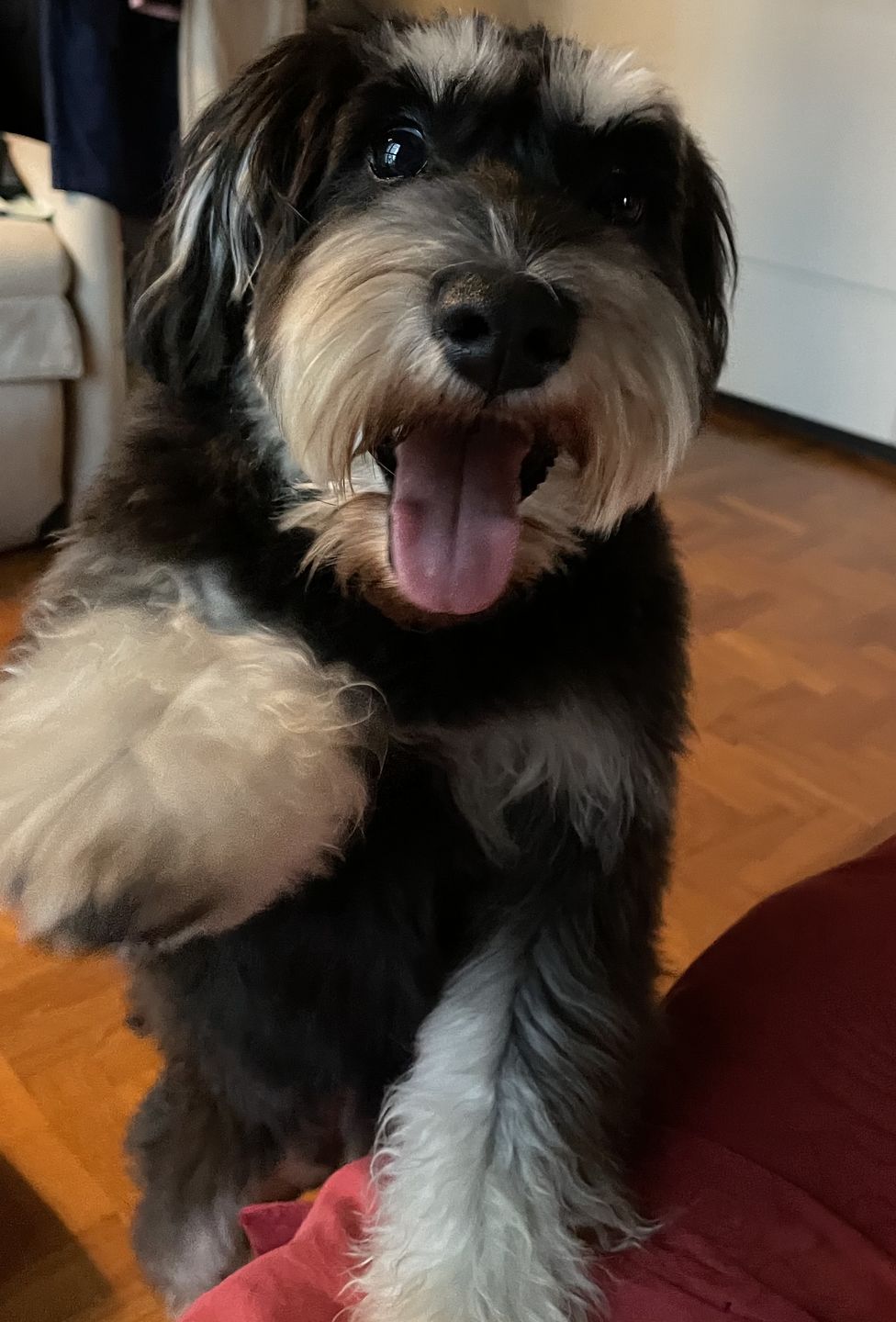 Customer photo review of arrr Dental Chew