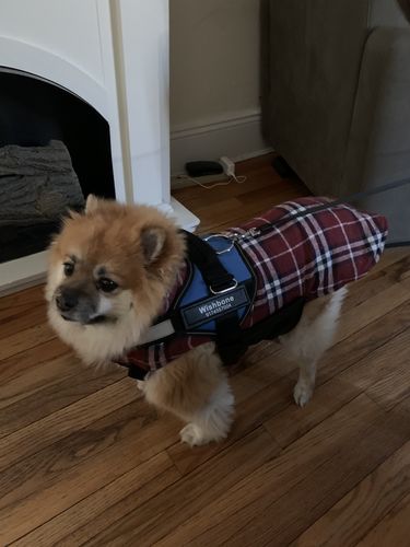 Customer photo review of Lifetime Warranty Personalized NO PULL Dog Harness (FREE Shipping)