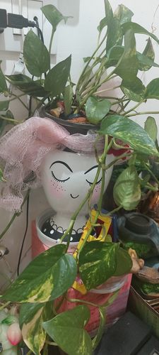 Customer photo review of Eyelash Planter