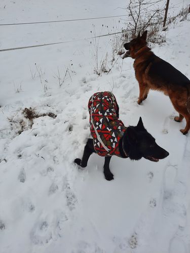 Customer photo review of Pfotenlove - Premium Hundewintermantel - Design Yellow Edition