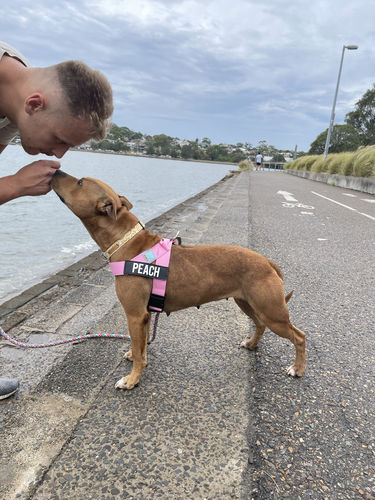 Customer photo review of DF Co. Pink Dog Harness