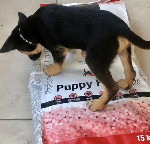 Customer photo review of IMPERIAL FOOD PUPPY PLUS