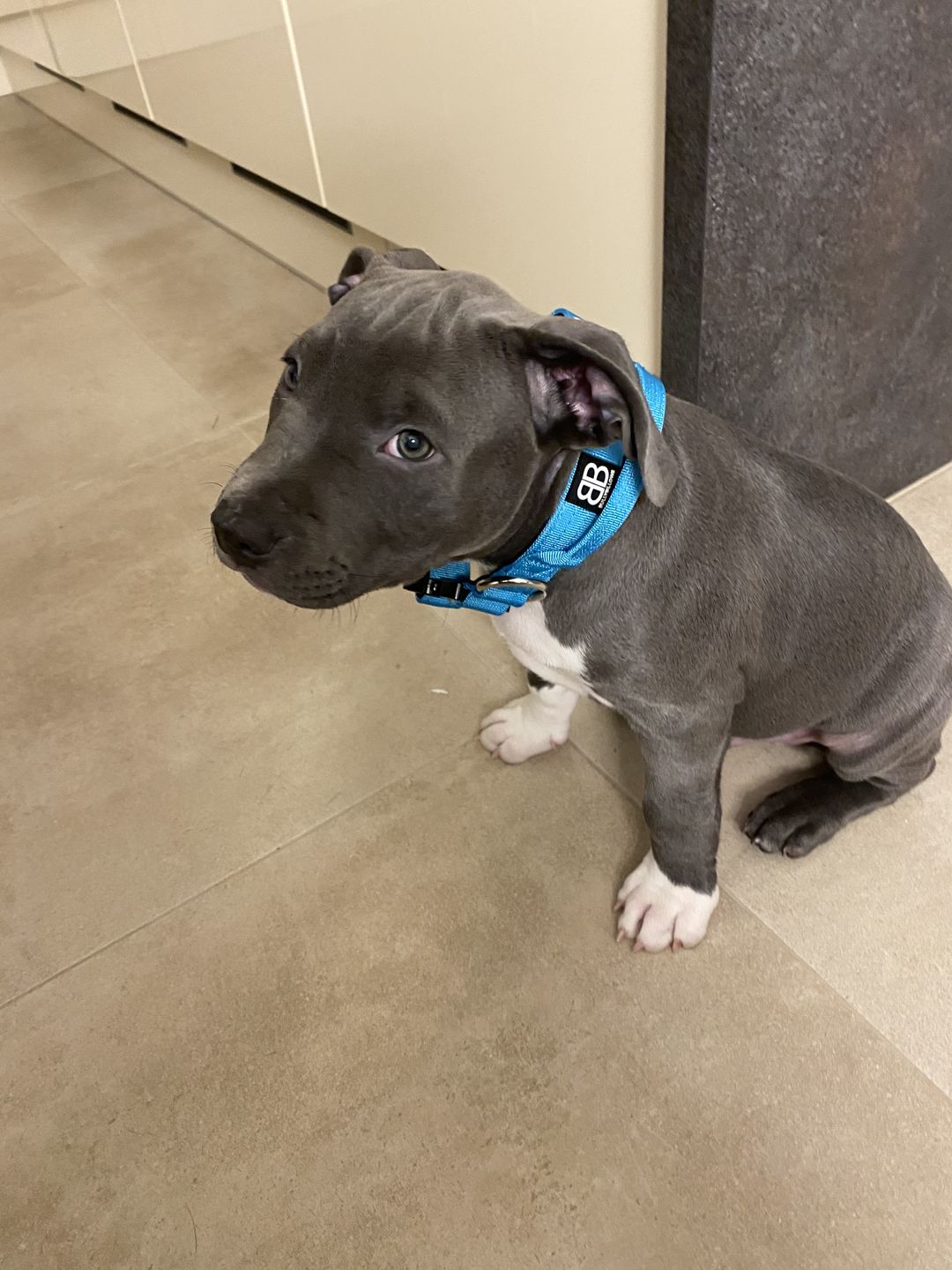 Customer photo review of 2.5cm Combat® Collar | With Handle & Rated Clip - Light Blue v2.0